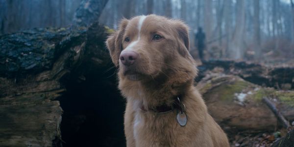 Produktbild: Good Boy - Trust his instincts