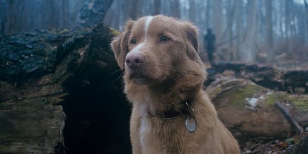Produktbild: Good Boy - Trust his instincts