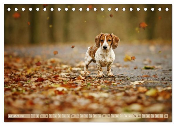 Produktbild: Die Dackel daggeln.... (Tischkalender 2026 DIN A5 quer), CALVENDO Monatskalender