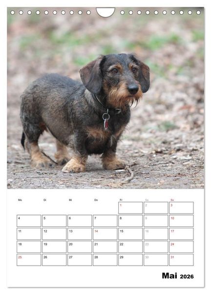 Produktbild: Geliebte Rabauken - Rauhaardackel (Wandkalender 2026 DIN A4 hoch), CALVENDO Monatskalender