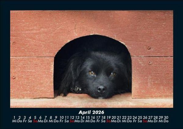 Produktbild: Hundezauber 2026 Fotokalender DIN A5