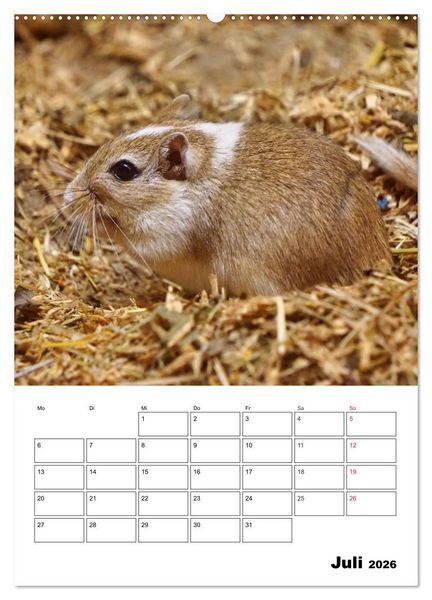 Produktbild: Lustige Rennm&auml;use (Wandkalender 2026 DIN A2 hoch), CALVENDO Monatskalender