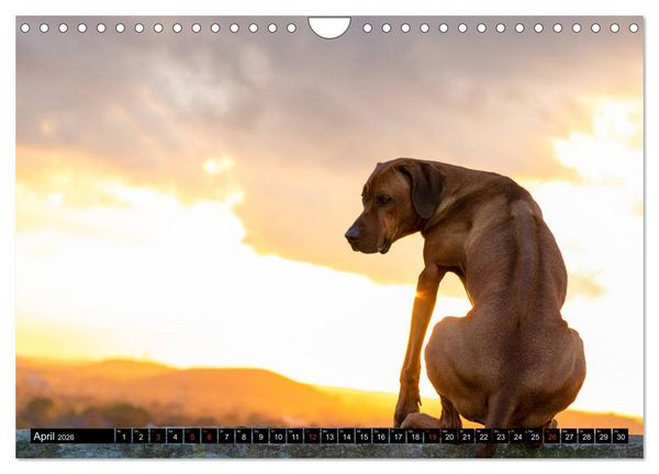 Produktbild: Ridgeback King (Wandkalender 2026 DIN A4 quer), CALVENDO Monatskalender
