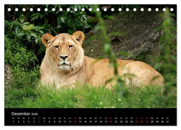 Produktbild: L&ouml;wen (Tischkalender 2026 DIN A5 quer), CALVENDO Monatskalender