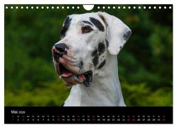 Produktbild: Deutsche Dogge 2026 (Wandkalender 2026 DIN A4 quer), CALVENDO Monatskalender