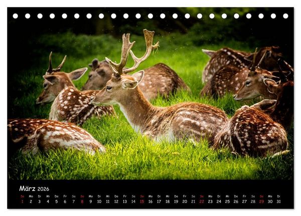 Produktbild: Rehe und Hirsche in freier Natur (Tischkalender 2026 DIN A5 quer), CALVENDO Monatskalender