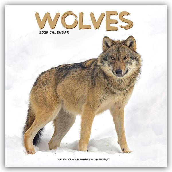 Wolves – Wölfe 2025 – 16-Monatskalender