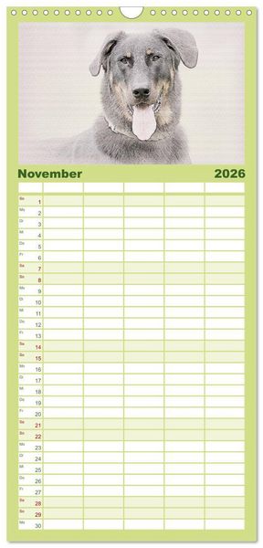 Produktbild: Familienplaner 2026 - Franz&ouml;sische Hirtenhunde 2026 mit 5 Spalten (Wandkalender, 21 x 45 cm) CALVENDO