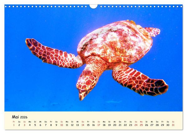 Produktbild: Faszination Meeresschildkr&ouml;ten (Wandkalender 2026 DIN A3 quer), CALVENDO Monatskalender