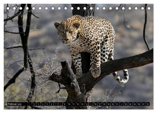 Produktbild: Faszination Afrika: Der Leopard (Tischkalender 2026 DIN A5 quer), CALVENDO Monatskalender