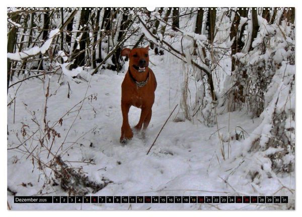 Produktbild: Rhodesian Ridgeback, Pure Lebensfreude (hochwertiger Premium Wandkalender 2026 DIN A2 quer), Kunstdruck in Hochglanz