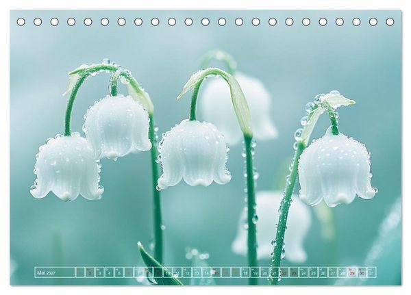 Produktbild: Lichtspiele der Natur (Tischkalender 2027 DIN A5 quer), CALVENDO Monatskalender