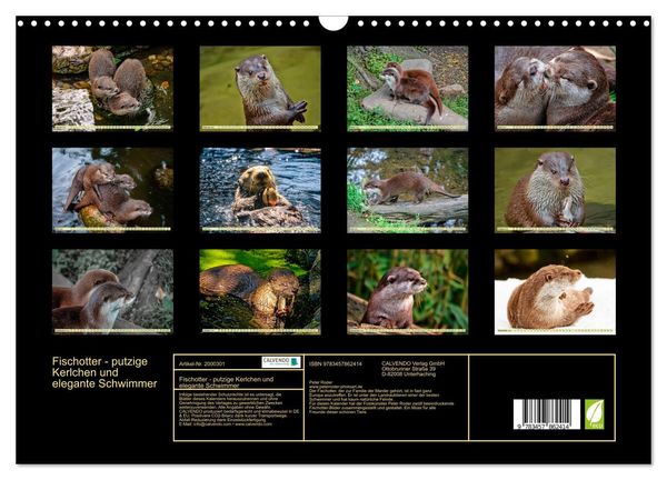 Produktbild: Fischotter - putzige Kerlchen und elegante Schwimmer (Wandkalender 2026 DIN A3 quer), CALVENDO Monatskalender