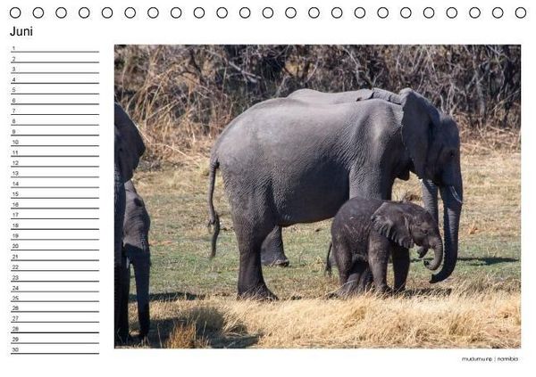 Produktbild: begegnungen - elefanten im s&uuml;dlichen afrika (Tischkalender immerw&auml;hrend DIN A5 quer)