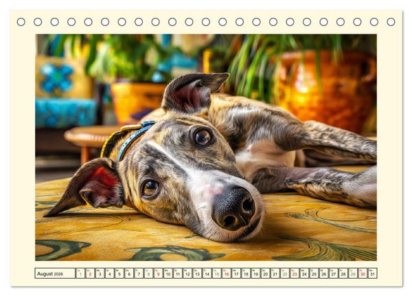Produktbild: Whippet Wunder. Grazile Hunde mit sanfter Kraft und feiner Seele (Tischkalender 2026 DIN A5 quer), CALVENDO Monatskalender