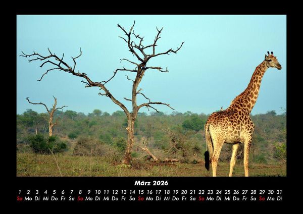 Produktbild: Giraffen 2026 Fotokalender DIN A3