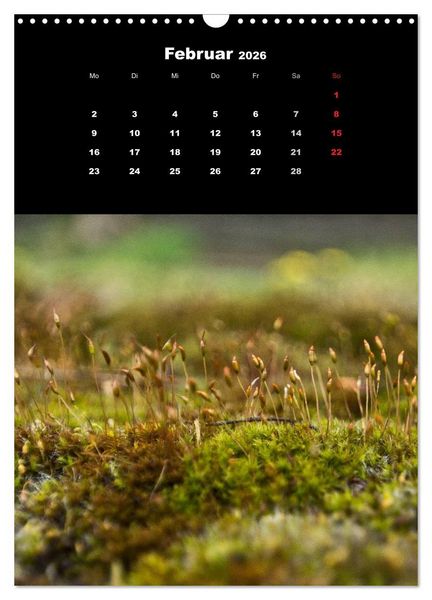 Produktbild: Die Welt der Moose. Ein Blick nach unten (Wandkalender 2026 DIN A3 hoch), CALVENDO Monatskalender