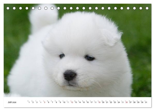 Produktbild: Samojeden Welpen (Tischkalender 2026 DIN A5 quer), CALVENDO Monatskalender