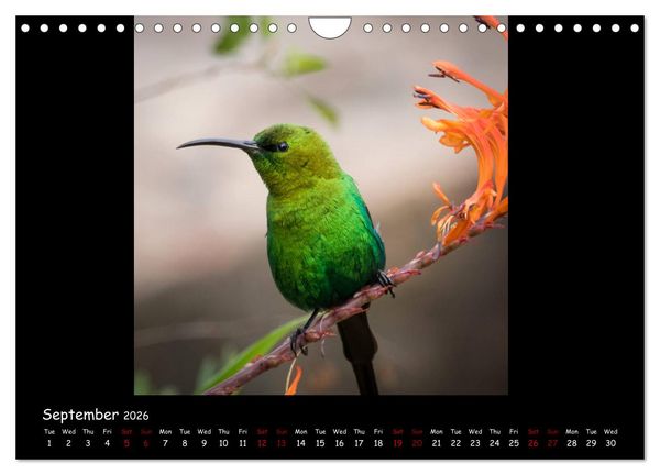 Produktbild: Birds of South Africa (Wall Calendar 2026 DIN A4 landscape), CALVENDO 12 Month Wall Calendar