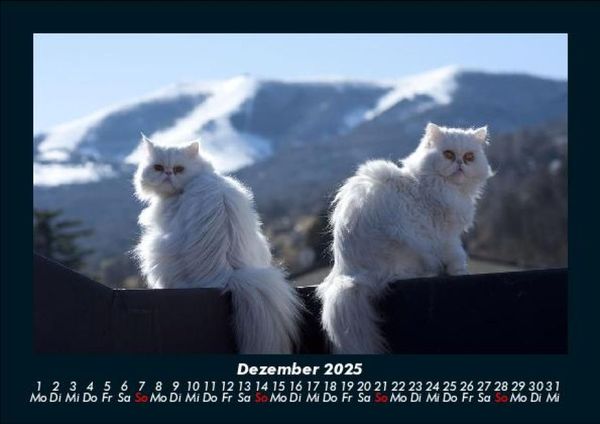 Produktbild: Katzen 2025 Fotokalender DIN A5