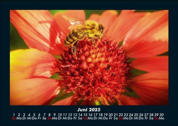 Produktbild: Blumentr&auml;ume 2025 Fotokalender DIN A5