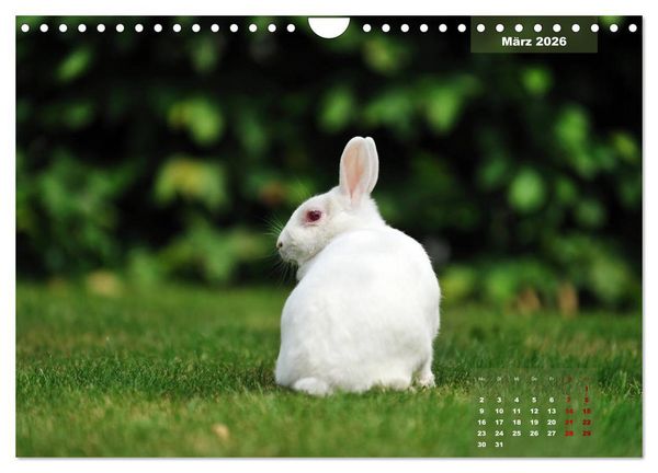 Produktbild: Kaninchen klein und putzig (Wandkalender 2026 DIN A4 quer), CALVENDO Monatskalender
