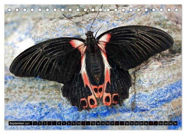 Produktbild: Fliegende Wunderwesen. Schmetterlinge weltweit, ganz nah (Tischkalender 2027 DIN A5 quer), CALVENDO Monatskalender