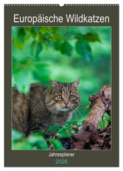 Europäische Wildkatzen - Jahresplaner (Wandkalender 2026 DIN A2 hoch), CALVENDO Monatskalender