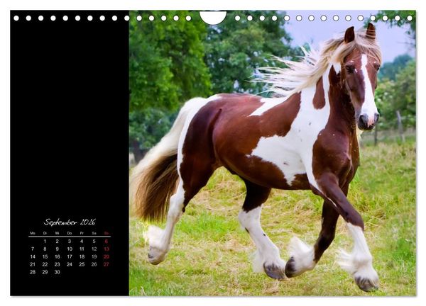 Produktbild: Irish Tinker (Wandkalender 2026 DIN A4 quer), CALVENDO Monatskalender