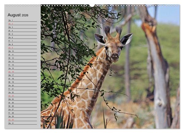 Produktbild: Giraffen. Dem Himmel so nah (hochwertiger Premium Wandkalender 2026 DIN A2 quer), Kunstdruck in Hochglanz