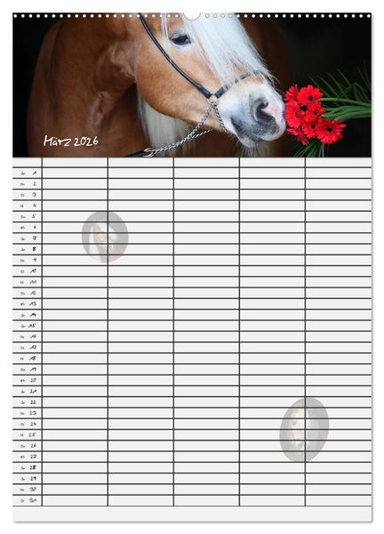 Produktbild: Haflinger Pferde - Stall- und Familienplaner 2026 (hochwertiger Premium Wandkalender 2026 DIN A2 hoch), Kunstdruck in Hochglanz