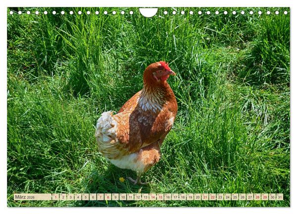 Produktbild: Charmante H&uuml;hner (Wandkalender 2026 DIN A4 quer), CALVENDO Monatskalender