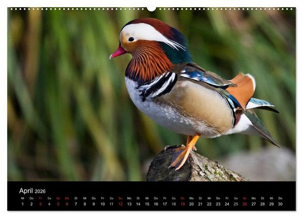 Produktbild: Tierkalender 2026 (hochwertiger Premium Wandkalender 2026 DIN A2 quer), Kunstdruck in Hochglanz