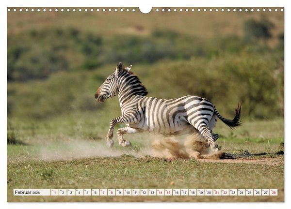 Produktbild: Faszination Afrika: Zebras (Wandkalender 2026 DIN A3 quer), CALVENDO Monatskalender