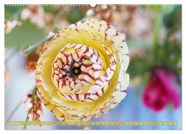 Produktbild: Une f&ecirc;te de fleurs (Calendrier mural 2026 DIN A2 vertical), CALVENDO calendrier mensuel