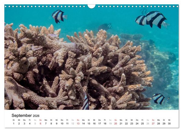 Produktbild: Unterwasserwelt der Malediven II (Wandkalender 2026 DIN A3 quer), CALVENDO Monatskalender