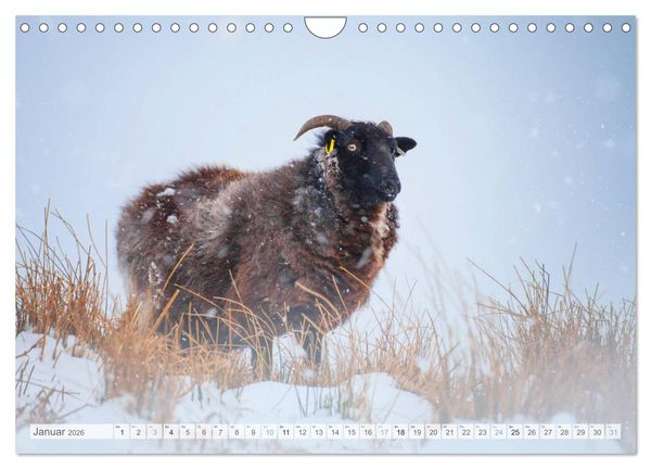 Produktbild: Schafe - Raues Wetter, weiche Wolle (Wandkalender 2026 DIN A4 quer), CALVENDO Monatskalender