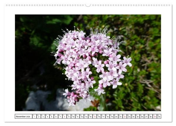 Produktbild: Alpenblumen. Bunte Welt in luftiger H&ouml;he (Wandkalender 2026 DIN A2 quer), CALVENDO Monatskalender