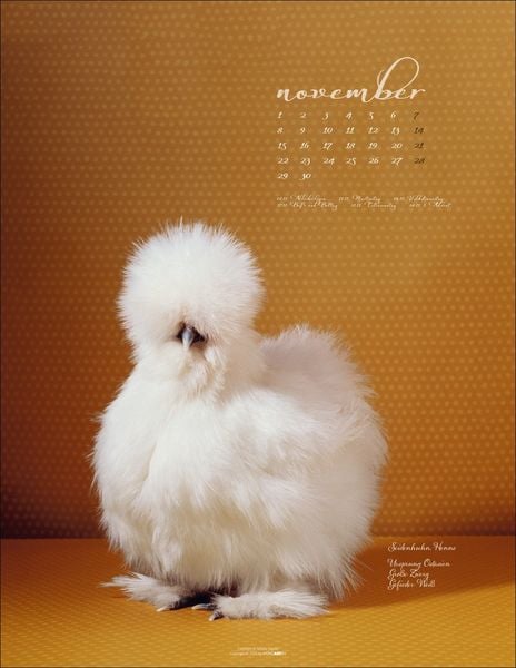 Produktbild: Pretty Chicks Kalender 2027