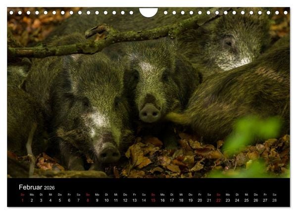 Produktbild: Wilde Wutzen. Das heimische Wildschwein (Wandkalender 2026 DIN A4 quer), CALVENDO Monatskalender