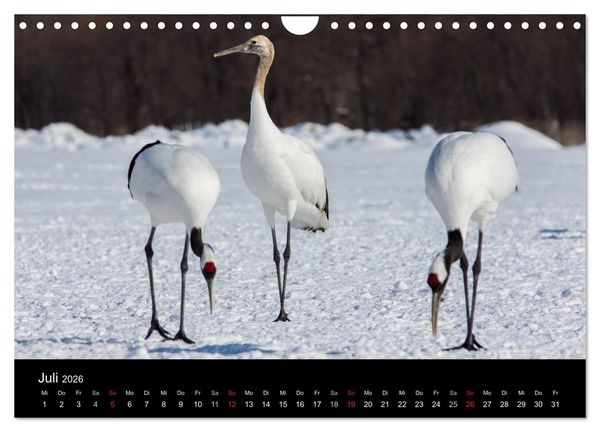 Produktbild: Mandschurenkraniche (Wandkalender 2026 DIN A4 quer), CALVENDO Monatskalender
