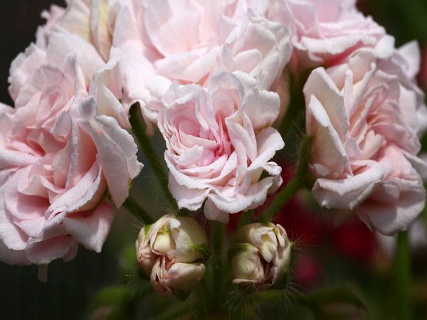 Produktbild: CALVENDO Puzzle Pelargonie Millfield Rose | 1000 Teile Lege-Gr&ouml;&szlig;e 64x48cm Foto-Puzzle f&uuml;r gl&uuml;ckliche Stunden