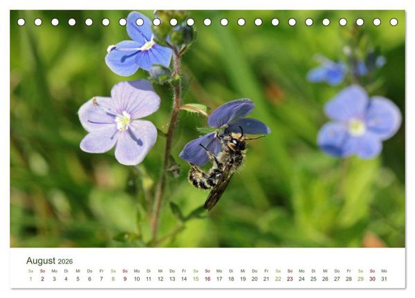 Produktbild: Wildbienen im Garten (Tischkalender 2026 DIN A5 quer), CALVENDO Monatskalender