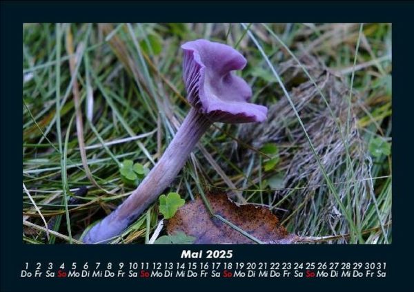 Produktbild: Pilzkalender 2025 Fotokalender DIN A5