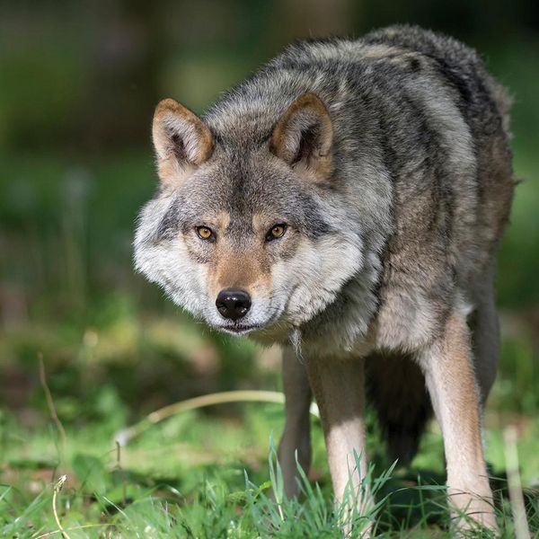 Produktbild: Wolves 2024