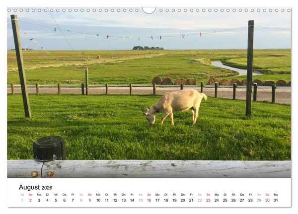 Produktbild: Hallig Hooge - zwischen Himmel und Erde (Wandkalender 2026 DIN A3 quer), CALVENDO Monatskalender