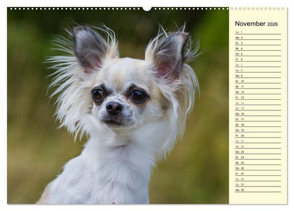 Produktbild: Chihuahua - Kleine Hunde ganz gro&szlig; (hochwertiger Premium Wandkalender 2026 DIN A2 quer), Kunstdruck in Hochglanz