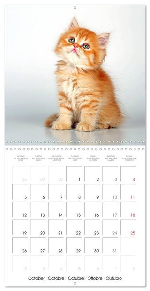 Produktbild: Persian Kittens (Wall Calendar 2026 12 &times; 12 Inch) CALVENDO 12 Month Wall Calendar
