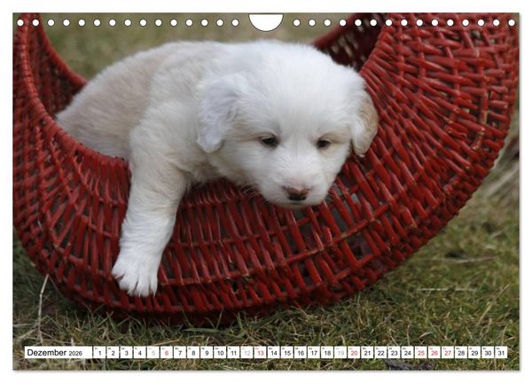 Produktbild: Border Collie Welpen (Wandkalender 2026 DIN A4 quer), CALVENDO Monatskalender