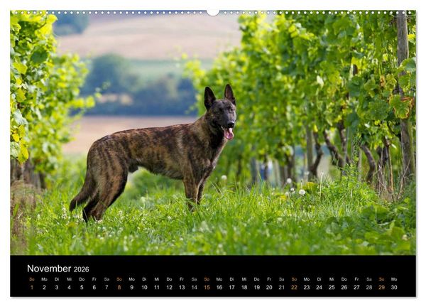Produktbild: Holl&auml;ndischer Sch&auml;ferhund (Wandkalender 2026 DIN A2 quer), CALVENDO Monatskalender